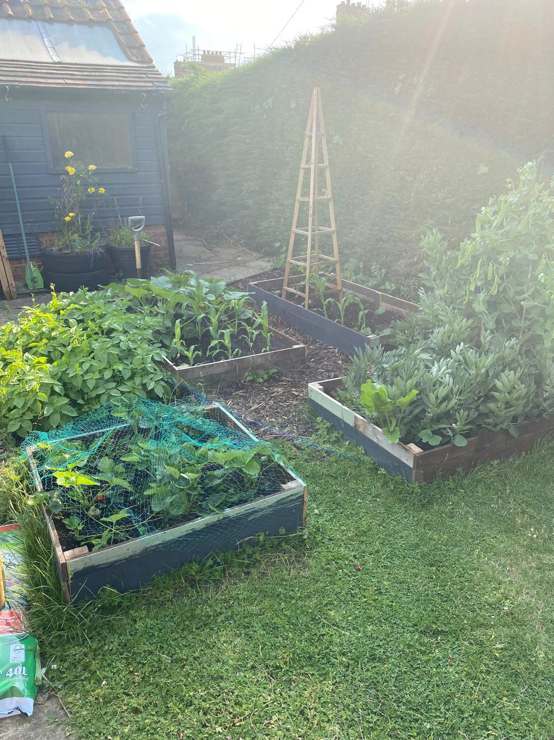 5 Vegetables to Grow This Year