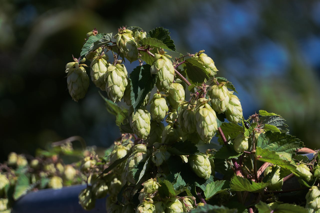 Cluster of green hops on a plant with a blurred natural background